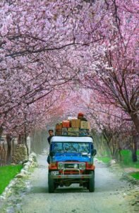 Cherry Blossom Season in Hunza & Skardu