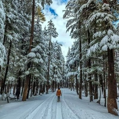 Person walking alone on snowy forest path with tall pine trees and blue sky
