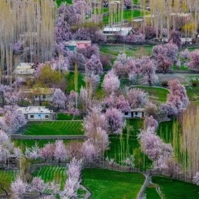 Cherry blossom Hunza