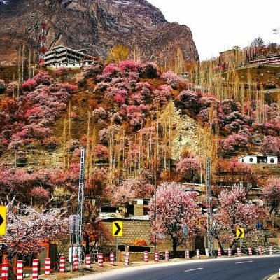 Cherry Blossom Season in Hunza & Skardu
