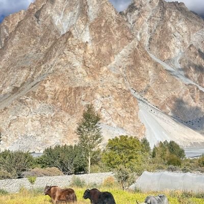passu cones