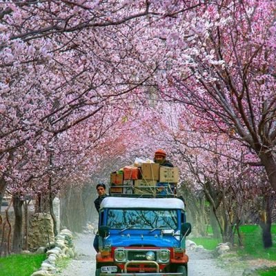 Cherry Blossom Season in Hunza & Skardu